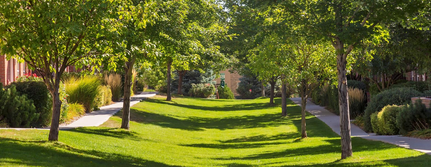 a path through a park