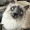 close-up of a cat