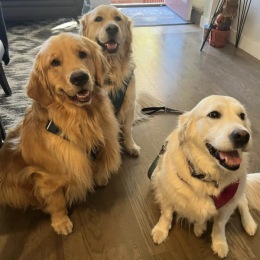 dogs sitting indoors