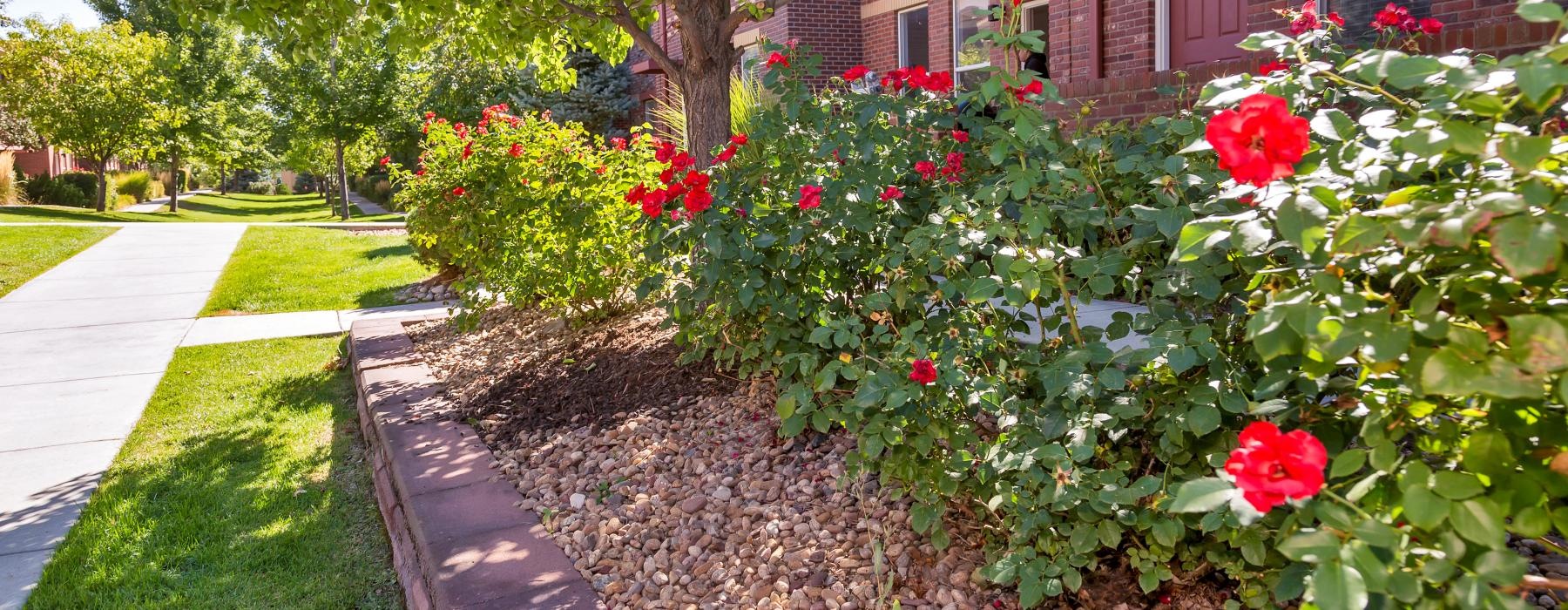 a garden with flowers and trees